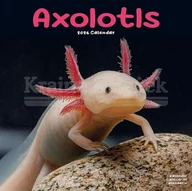 Pozostałe książki - Axolotls Calendar 2026 Square Animal Wall Calendar - 16 Month - miniaturka - grafika 1