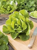 Nasiona i cebule - SAŁATA MASŁOWA KRÓLOWA MAJOWYCH wczesna NASIONA p. 78837CIN0FP ST; - miniaturka - grafika 1