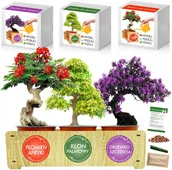 Nasiona i cebule - Zestaw do uprawy Bonsai paulownia klon płomień XL - miniaturka - grafika 1