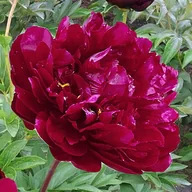 Nasiona i cebule - Paeonia Piwonia chińska Dębówka 1 szt. - miniaturka - grafika 1