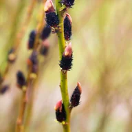 Kwiaty doniczkowe - Wierzba 'Kurome' Czarne bazie (Salix gracilistyla) Doniczka 2.0L - miniaturka - grafika 1