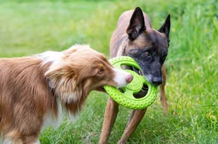 KIWI WALKER Let's Play! Maxi Frisbee dla psa - pomarańczowa - Zabawki dla psów - miniaturka - grafika 3