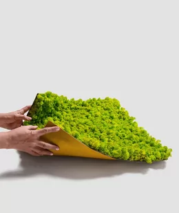 30x60 cm Chrobotek FLEXY, mech reniferowy islandzki (000 naturalny) - Panele ścienne i boazeria - miniaturka - grafika 1