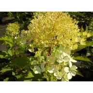 Kwiaty doniczkowe - Hortensja bukietowa mix A don. 2 l - miniaturka - grafika 1