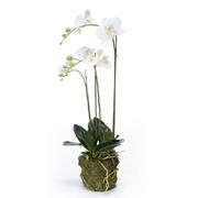 Sztuczne kwiaty - Emerald Sztuczny storczyk falenopsis, 70 cm, biały - miniaturka - grafika 1