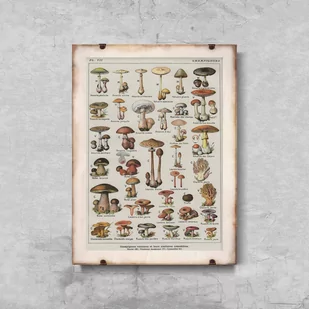 Plakat retro do salonu Botaniczny plakat grzybów pieczarek - Plakaty - miniaturka - grafika 1