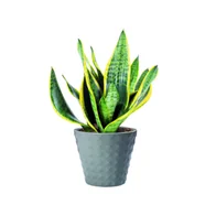 Sanseveria mix doniczka14 cm