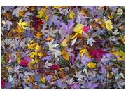Fototapety - Oobrazy Fototapeta Jesienne kolory - Feans, 8 elementów, 368x248 cm - miniaturka - grafika 1