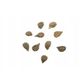 Nasiona i cebule - Nasiona pomidor Black Cherry koktajlowy czarny - miniaturka - grafika 1