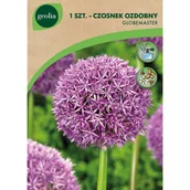 Nasiona i cebule - Czosnek Globemaster 18/+ 1szt. Cebulki kwiatów Geolia - miniaturka - grafika 1