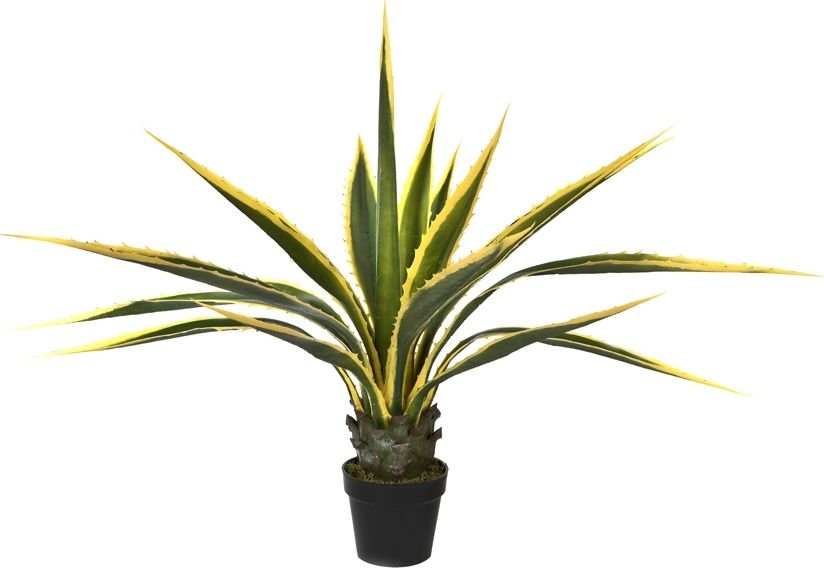 Witek Home Agawa w doniczce 115cm