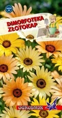 Nasiona i cebule - Dimorfoteka Złotokap mieszanka 1g / O / - miniaturka - grafika 1