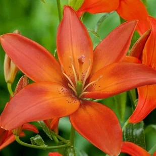 Lilia azjatycka Mandarin Star 1 szt. cebule cebulki lilii lilie - Nasiona i cebule - miniaturka - grafika 1