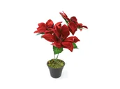 Ozdoby bożonarodzeniowe - Gwiazda Betlejemska czerwona w doniczce - 30 cm - 1 szt. - miniaturka - grafika 1