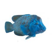 Figurki dla dzieci - Animal Planet Ryba Achoerodus - 387356 - L - miniaturka - grafika 1