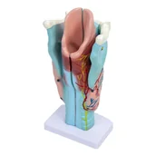 Mały naukowiec - Model Krtani człowieka- 3D. - miniaturka - grafika 1