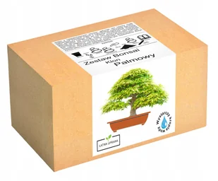 Zestaw do uprawy drzewka Bonsai Klon Palmowy liść - Nasiona i cebule - miniaturka - grafika 1