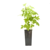 Sadzonki drzew krzewów - Malina żółta wys. 25 cm don. 2 l - miniaturka - grafika 1