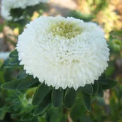 Nasiona i cebule - Aster chiński pomponowy Biały 1g - Nasiona - W. Legutko - miniaturka - grafika 1