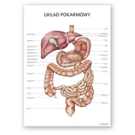 Mapy i plansze edukacyjne - Plakat anatomiczny - Układ pokarmowy - Marta Pawelec - miniaturka - grafika 1