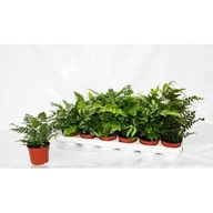 Kwiaty doniczkowe - Varens doniczka 9 cm mix - miniaturka - grafika 1