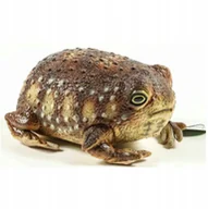 Maskotki i pluszaki - *****Żaba Common Rain 26cm 21479 14796***** - miniaturka - grafika 1