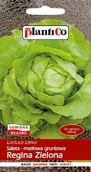 Nasiona i cebule - NASIONA Sałata Głowiasta Masłowa Regina Zielona 1g PLANTICO 404359 - miniaturka - grafika 1