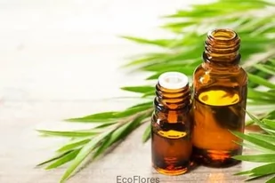 Olejek eteryczny z Drzewa Herbacianego - Aromaterapia - miniaturka - grafika 1