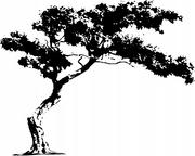 Naklejki na ścianę - Naklejka na ścianę drzewko drzewa Drzewo pustynne, 120x98 cm - miniaturka - grafika 1