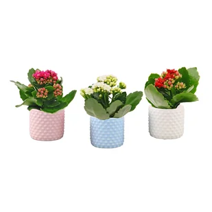Kalanchoe w osłonce 12 cm - Nasiona i cebule - miniaturka - grafika 1