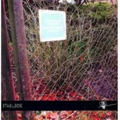 Poezja - Latawiec Bogusława Pierzchające ogrody - miniaturka - grafika 1