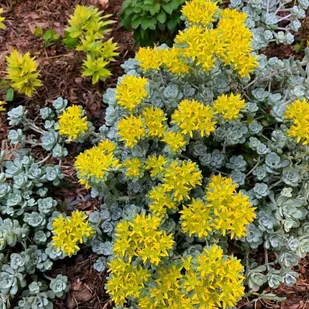 Sedum Rozchodnik Cape Blanco 1 szt. doniczka P9 - Nasiona i cebule - miniaturka - grafika 1