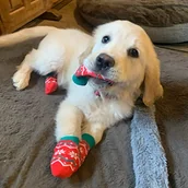 Skarpetki dla dzieci - Talking Tables Zestaw 4 świątecznych skarpet dla psów z czerwonym i zielonym świątecznym wzorem. Antypoślizgowe | Świąteczne akcesoria dla zwierząt domowych na zimę - miniaturka - grafika 1