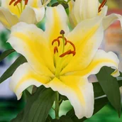 Nasiona i cebule - Lilia orientalna Nesso 1 szt. cebule cebulki lilii lilie - miniaturka - grafika 1