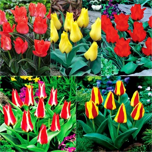 Zestaw Tulipan Niski Greiga 5 odmian 25 szt - Nasiona i cebule - miniaturka - grafika 1