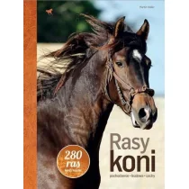 Rasy koni Nowa - Rośliny i zwierzęta - miniaturka - grafika 1
