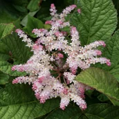 Nasiona i cebule - Rodgersja Pierzasta 'White' (Rodgersia pinnata) - miniaturka - grafika 1
