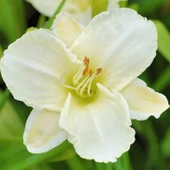 Nasiona i cebule - Hemerocallis Liliowiec White Temptation 1 szt. - miniaturka - grafika 1