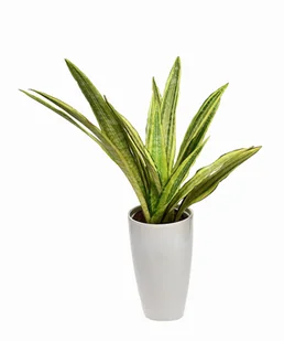 Sansewiera Sansevieria Aubrytiana  Lauren P17 - Kwiaty doniczkowe - miniaturka - grafika 1