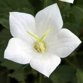 Nasiona i cebule - Platycodon Rozwar wielkokwiatowy Albus 1 szt. - miniaturka - grafika 1
