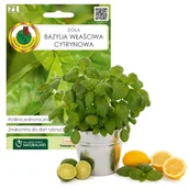 Nasiona i cebule - Nasiona bazylia właściwa cytrynowa 0 5 g - miniaturka - grafika 1