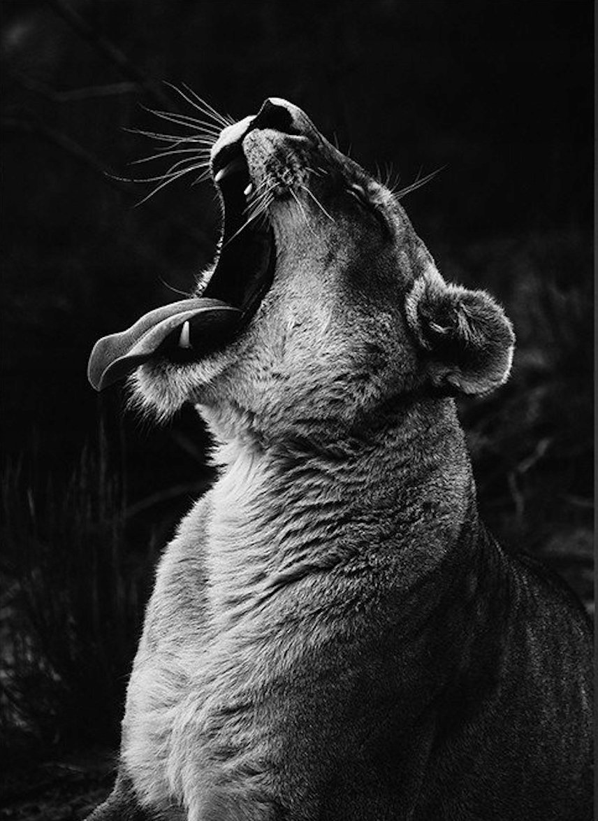 PUZZLE Natura Lew Lwica Tygrys Zwierzęta + IMIĘ Pudełko 120 el.