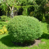 Kwiaty doniczkowe - Wierzba purpurowa 'Nana' Miniaturka (Salix purpurea) Doniczka 2.0L - miniaturka - grafika 1