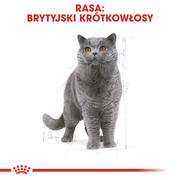 Sucha karma dla kotów - ROYAL CANIN British Shorthair 2kg + niespodzianka dla kota GRATIS! - miniaturka - grafika 1
