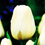 Nasiona i cebule - Tulipan New York 5 szt cebulki tulipanów tulipany - miniaturka - grafika 1