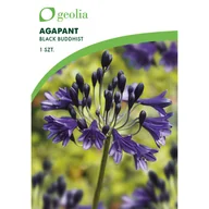 Nasiona i cebule - Agapant Black Buddhist 1 szt. cebulki kwiatów Geolia - miniaturka - grafika 1