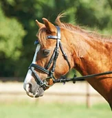 Ogłowia - BUSSE Ogłowie z nachrapnikiem angielskim kombinowanym Mini-Shetland - miniaturka - grafika 1