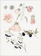 Plakaty - Galeria Plakatu, Plakat, Botanical Detail Studies: Hollyhocks, Blueberries, and Blackberries, Samuel Colman, 29,7x42 cm - miniaturka - grafika 1