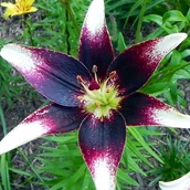 Nasiona i cebule - Lilia azjatycka dwukolorowa Netty's Pride 1 szt. cebule cebulki lilii lilie - miniaturka - grafika 1