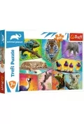 Trefl Puzzle 200el W egzotycznym świecie Discovery Animal Planet 13280 p12 13280 - Puzzle - miniaturka - grafika 2